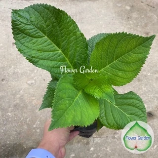 F118 ต้นไฮเดรนเยีย Hydrangea พันธุ์เบา โทนสีฟ้า ม่วง ชมพู ออกดอกทั้งปี แบบถุงพร้อมส่ง