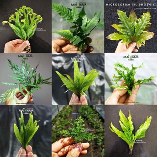 เซ็ท รากดำ ‘เฟิร์นน้ำ’ – MICROSORUM (JAVA FERN) SET ต้นไม้น้ำ