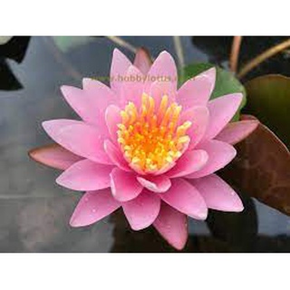 เมล็ดบัวอ่าง (Water Lily) สีชมพู 5 เมล็ด