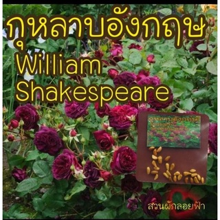 เมล็ดกุหลาบWilliam Shakespeare 10 เมล็ด เมล็ดแท้ นำเข้า