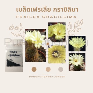 เมล็ดกระบองเพชร เมล็ดแคคตัส เมล็ด Frailea gracillima 20 เมล็ด