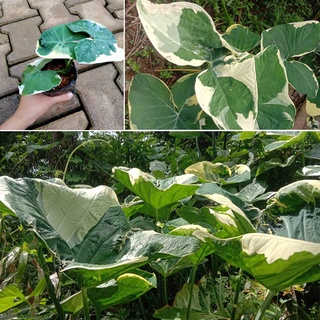 ต้นถุงเงินถุงทอง ไม้ใบมงคล มีถุงเก็บทรัพย์ Alocasia Mickey Mouse ต้นไม้มงคล ไม้ประดับ ไม้ใบ ต้นไม้ด่าง ถุงเงินถุงทอง