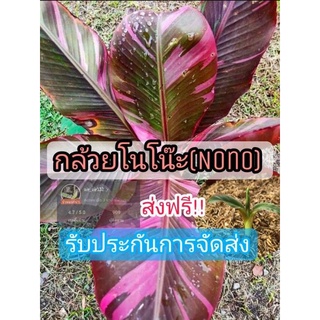 กล้วยด่างโนโน๊ะรับประกันการงอก ส่งฟรี แถมฟรียาเร่งราก