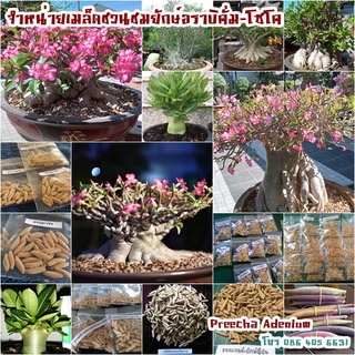 เมล็ดชวนชมยักษ์หลากหลายสายพันธุ์ให้เลือก บรรจุซองละ 10 เมล็ด (สินค้าลงใหม่)