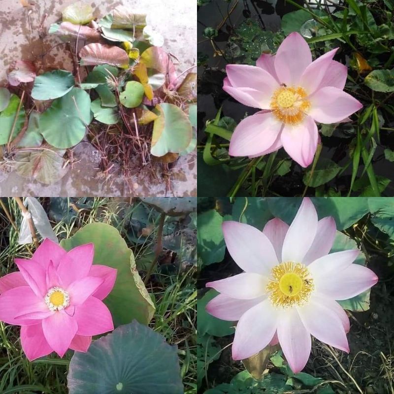 🌺บัวหลวงปทุมสีชมพู🌺ไหลละ12บาทปลูกกินฝักกินไหล