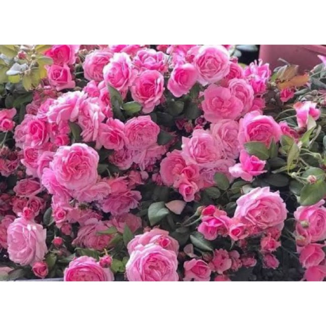 กุหลาบเลื้อยสีชมพูดอกหอมแรงมากฟินฟุ้งไปทั้งสวน 🌹Bishop’s castle