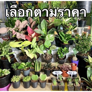 สำหรับสั่งซื้อต้นไม้ในไลฟ์ 💢 live numberfour farm เลือกตามราคาต