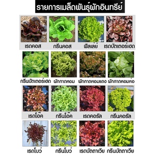 เมล็ดผักอินทรีย์ เมล็ดพันธุ์ผักสลัด เมล็ดผักสลัด 100-200 เมล็ด 10 บาท   [10 แถม 1 คละได้]