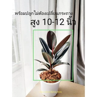 [Bytong Store] ยางอินเดียดำ ต้นใหญ่ เพาะเมล็ด ใบเงา พร้อมกระถางสีขาว ของขวัญ ไม้มงคล ไม้ฟอกอากาศ