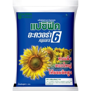 เมล็ดดอกทานตะวัน อะควอร่า 6 (1 กก.) ตรา แปซิฟิค ทนแล้ง ดอกใหญ่ ผลผลิตสูง