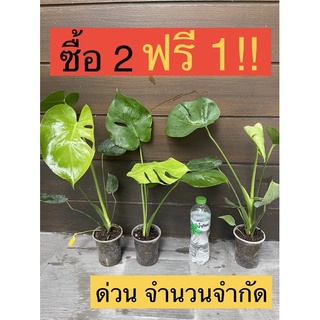 สุดคุ้ม!!!! มอนสเตอร่า Monstera ขนาดใหญ่ ใบเริ่มแฉก ซื้อ2ต้นแถมฟรี1ต้น