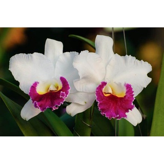 30 เมล็ดพันธุ์ เมล็ดกล้วยไม้ แคทลียา (Cattleya Orchids) Orchid flower seeds อัตราการงอก 80-85%