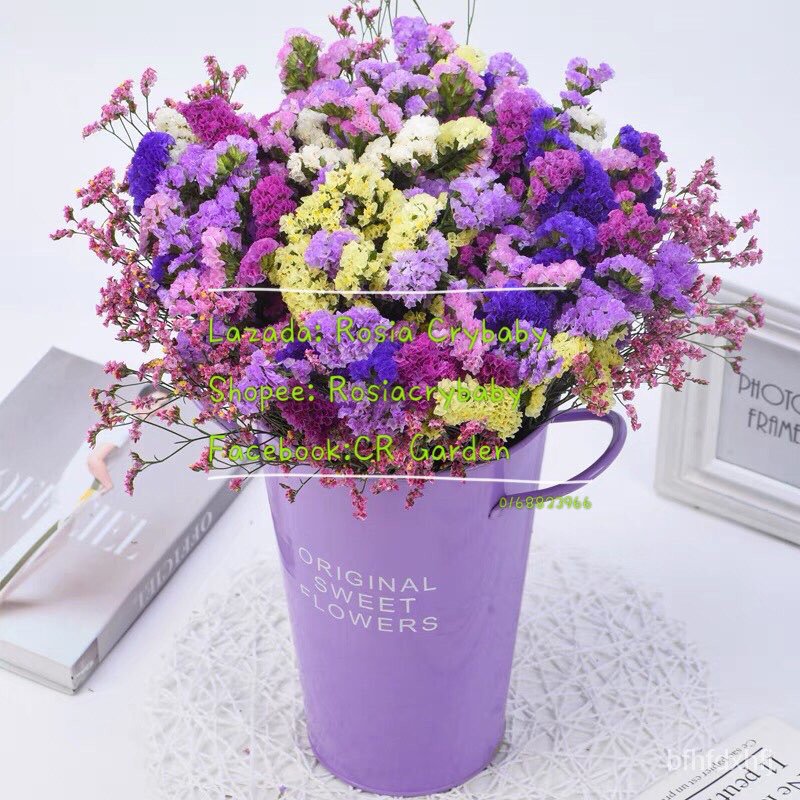 forget-me-not-flower-10-seeds-10-ruv9-bfhfdxhfj-thaipick