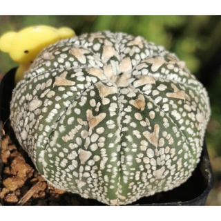 แอสโตรไฟตั้ม เว้า  วี #แคสตัส castus​ astrophytum แอสโตร แอสโตร​ไ​ฟตั้​ม แอสโตรไฟตัม กระบองเพชร แอสโตรวี super​