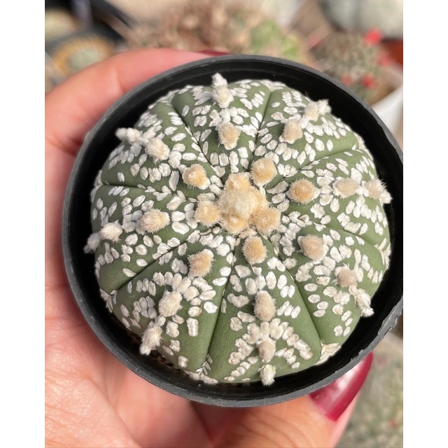 🌵Astrophytum asterias super