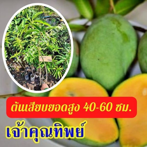 1 ต้น มะม่วงเจ้าคุณทิพย์ ต้นสูง 40-50 มีรสชาติดีทั้งผลดิบและสุก ผลสุกเนื้อแน่น ไม่มีเสี้ยน รสหวานจัด