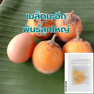 เมล็ดมะอึก พันธ์ุลูกใหญ่ ซองละ 200เมล็ด ราคา 20บาท