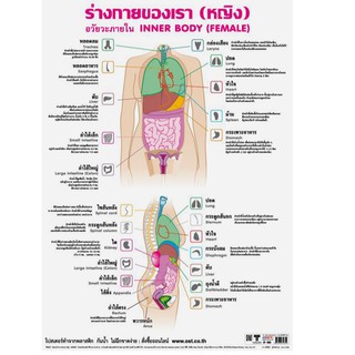 โปสเตอร์เรื่องอวัยวะในร่างกายหญิง #EP-065 โปสเตอร์พลาสติก โปสเตอร์สื่อการเรียนรู้