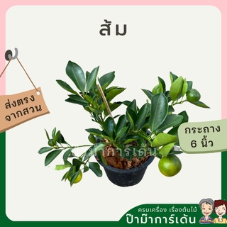 ส้มจี้ด กระถาง 6 นิ้ว