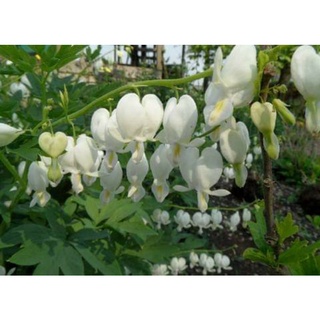 เมล็ดพันธุ์ดอกหทัยหยาดทิพย์สีขาว Dicentra Spectabilis Alba บรรจุ 5 เมล็ด คุณภาพดี ของแท้ ราคาถูก นำเข้าจากต่างประเทศ