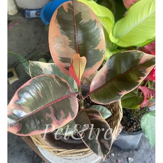 🪴ต้นยางอินเดีย ด่างชมพู 💕(Rubber Plant)🪴 ต้นไม้ฟอกอากาศ  รากแน่น แข็งแรง กระถาง 5 นิ้ว สูง 15-25 ซม.🚙 ส่งเร็ว💸ราคาถูกสุด