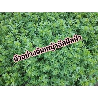 อัลฟัลฟา (Alfalfa) ปลอดสาร อัตราการงอก 90-99 %