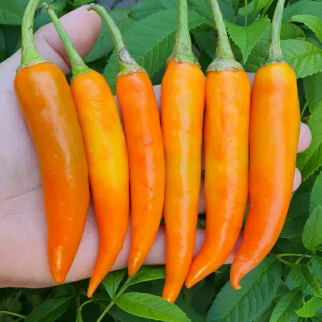 พริกชี้ฟ้าเหลือง ถูกที่สุด10บ. เมล็ดพันธุ์พริกชีฟ้าสีเหลือง 20 เมล็ด☘️งอกง่าย ขึ้นไว  เผ็ดจี้ดจ้าด