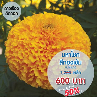 AGA SHOP ดาวเรืองมหาโชค สีทองเข้ม หนาว 1000 เมล็ด