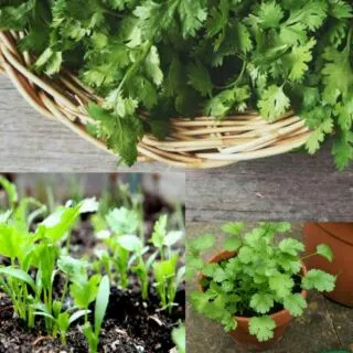 เมล็ดผักชี 100 เมล็ด 🌱 ซื้อ 10 แถม 2 คละได้ 💥 เลือกของแถมได้ คิดถึงเมล็ดผัก คิดถึง skinsun