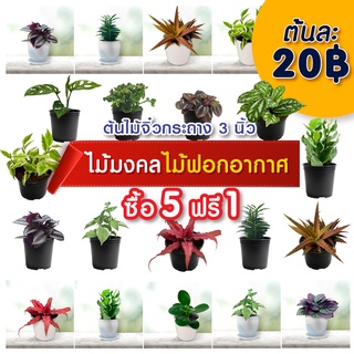 (ซื้อ 5 แถม 1) ***ต้นแถมคือส่วนลด***ต้นไม้มงคล ต้นไม้ฟอกอากาศ  กระถางขนาด 3 นิ้ว ต้นไม้  ต้นไม้ในร่มหรือแดดรำไร plant
