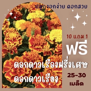 เมล็ดพันธุ์ ดอกดาวเรืองฝรั่งเศษ/ดอกดาวเรืองสีเหลือง สีส้ม ดาวเรือง ✅ราคาถูก🪴ปลูกง่าย ดอกสวยมาก🔥ซื้อ10แถม1 คละได้🔥