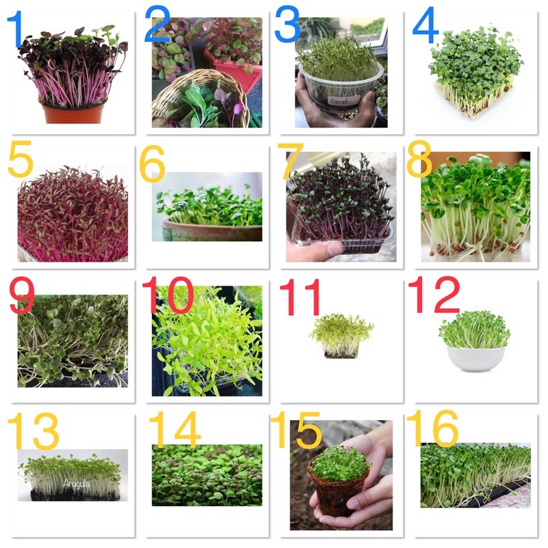 เมล็ดพันธุ์ ไมโครกรีน Microgreens Seed /Red Radish Microgreen Seed / Mix Amaranth / Broccoli / Kaiware / Red Cabbage
