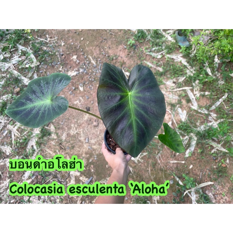 บอนดำอโลฮ่า Colocasia esculenta ‘Aloha’
