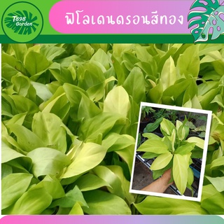 ต้นฟิโลทอง  ฟิโลเดนดรอนสีทอง  Philodendron  ต้นไม้มงคล ต้นไม้ฟอกอากาศ ต้นไม้ประดับ  กระถาง 6 นิ้ว สูงประมาณ 15-20