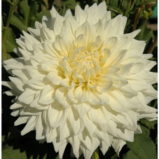 1 หัว/ออเดอร์ รักเร่ Dahlia สายพันธุ์ Hakuyou หัวรักเร่