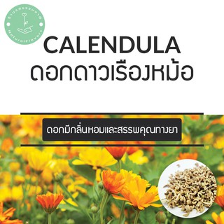 (พร้อมส่ง🌼) 160 เมล็ด 49.- สุดคุ้ม ดาวเรืองหม้อ Calendula ดอกหอม กินได้ สรรพคุณเยอะ พันธุ์แท้ PO นำเข้า