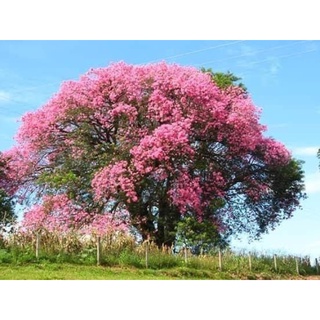 จำหน่ายต้นไหมจุรี Silk Floss Tree เพาะเมล็ด 350฿ สูง 35-40 cm.