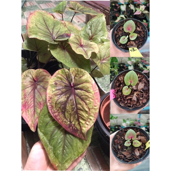บอนสีหลวงปู่ทิม ต้นเบบี๋ แถมไก่ตัวงาม 1 ต้น