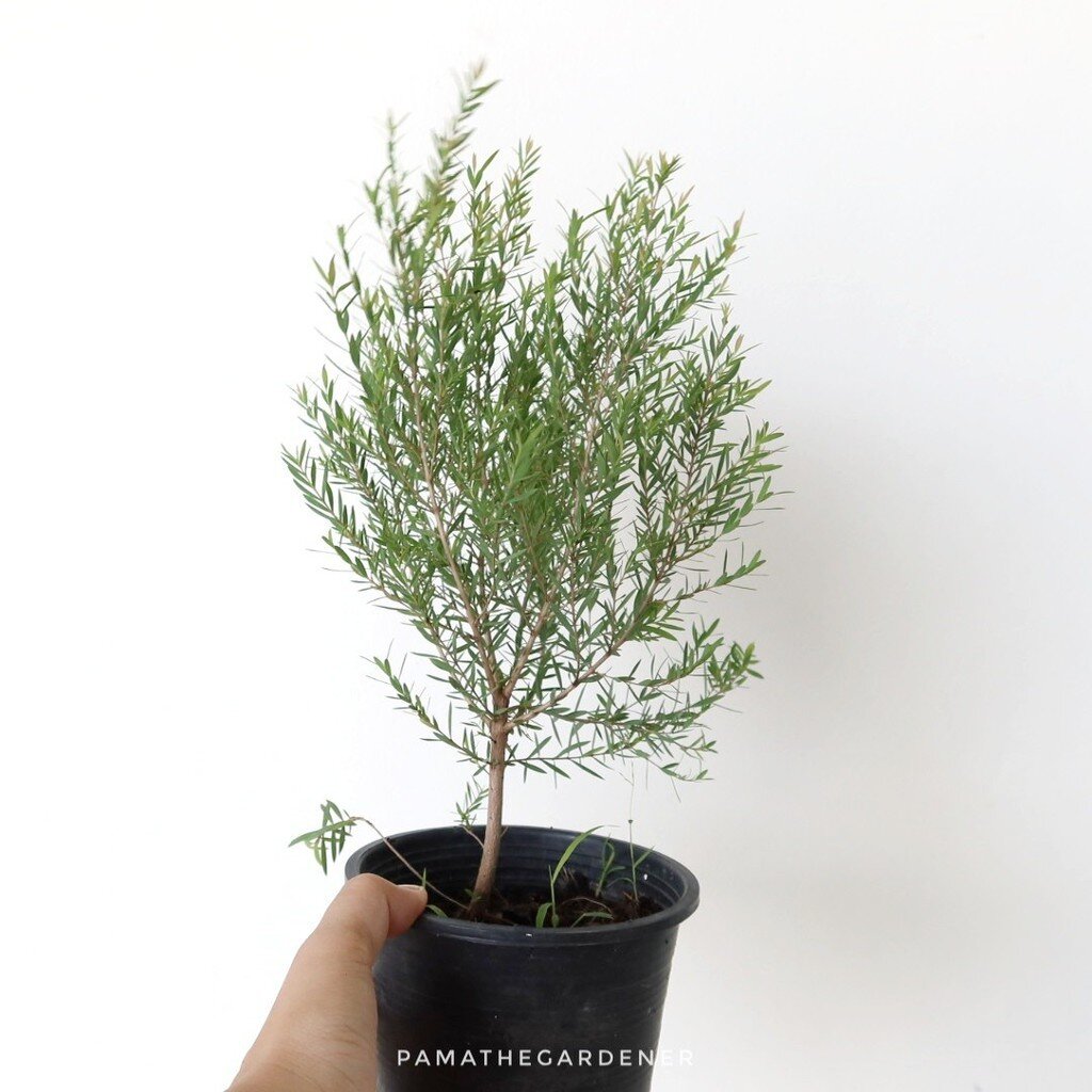 มุมมอง 4