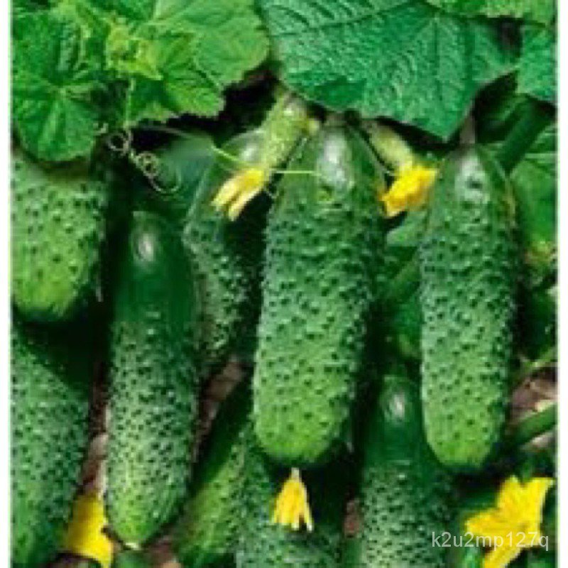 [ผู้จำหน่ายเมล็ดพันธุ์]1 pek@ 20 seeds mini pickle cucumber Biji benih timun jeruk mini Oanq