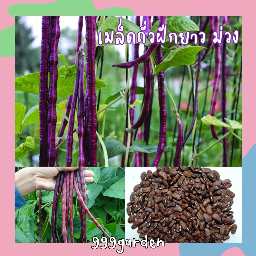 เมล็ดถั่วฝักยาวสีม่วง เมล็ดถั่วพุ่มสีม่วง 20/50เมล็ด (เมล็ดถั่วฝักยาว เมล็ดถั่วพุ่มไร้ค้าง ถั่วฝักยา