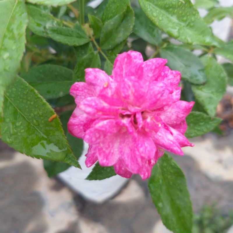 My Image 23