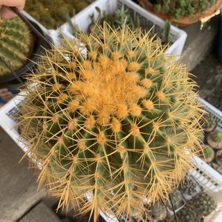 [ถูกสุด] Cactus ถังทอง ขนาด 20-22 ซม. กระบองเพชร แคคตัส