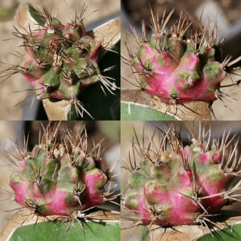 P9 -​ พิงค์​ไดมอนด์​ ไม้กราฟ Pink Diamond​ Cactus แคคตัส กระบองเพชร ไม้อวบน้ำ ไม้กราฟ ราคาถูก พิ้ง พ