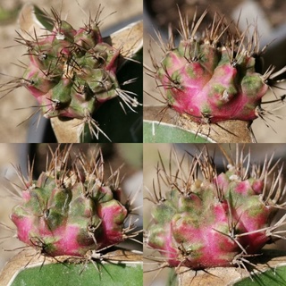 P9 -​ พิงค์​ไดมอนด์​ ไม้กราฟ Pink Diamond​ Cactus แคคตัส กระบองเพชร ไม้อวบน้ำ ไม้กราฟ ราคาถูก พิ้ง พิ้งค์ พิ๊ง พิ๊งค์