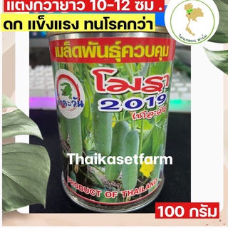 เมล็ดแตงกวาโมราพิจิตร ดกมาก 100กรัม แตงกวาลูกสวย น้ำหนักดี‼️ขนาดผลยาว 10-12 ซม.