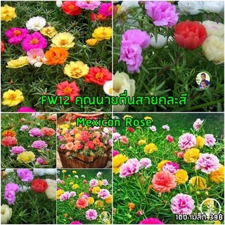 （อัตราการปลูกสูง）ออกดอกทั้งปี 1000 เมล็ด/ซอง เมล็ดดอก Portulaca ไฮ้คละสี นร่มพืชบอนไซดอกไม้เมล็ดสวนบ้านสวนปลูกตกแต่ง ต้น