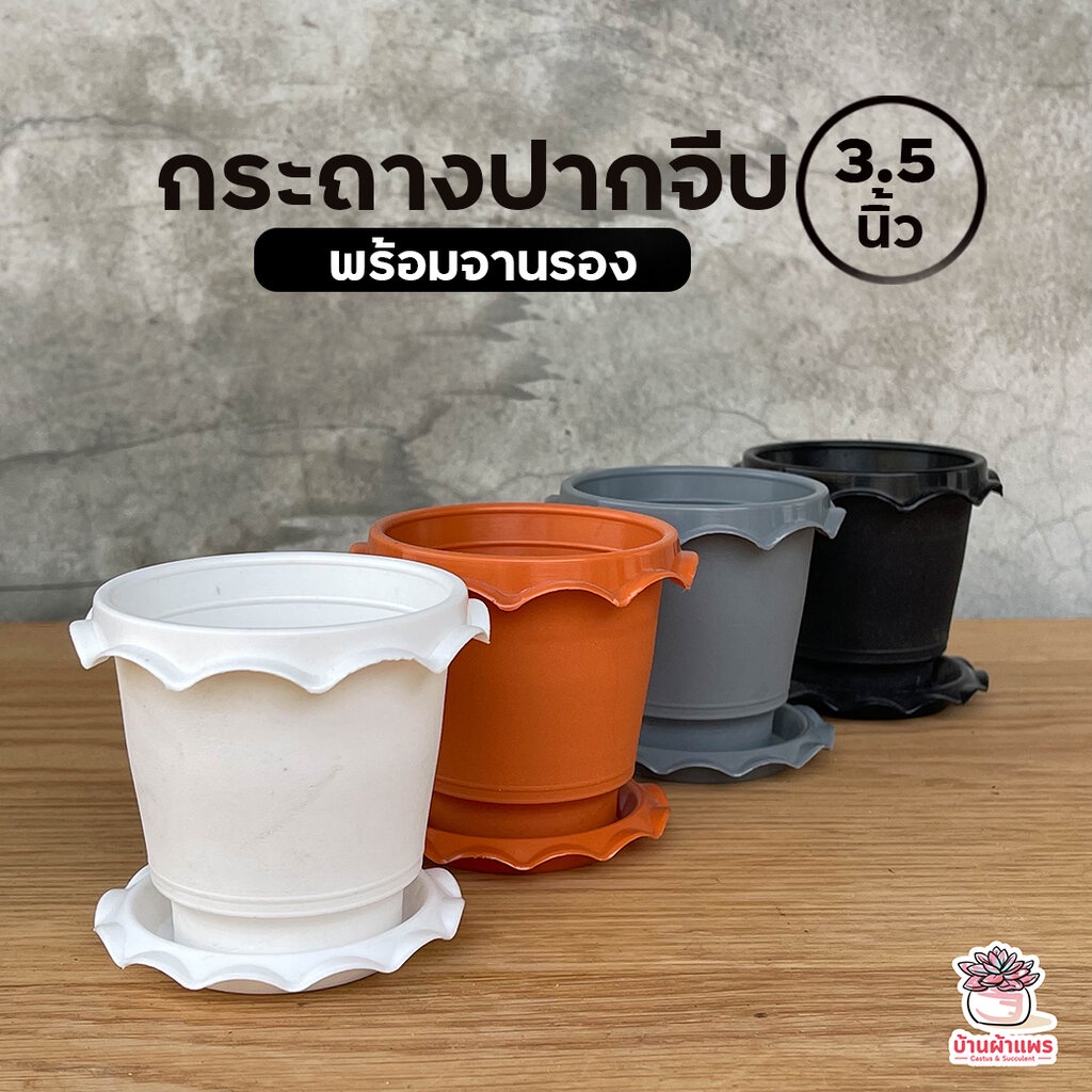 กระถางปากจีบ 3.5 นิ้ว พร้อมจานรอง กระถางพลาสติก แคคตัส กระบองเพชร ไม้อวบน้ำ Cactus&Succulent