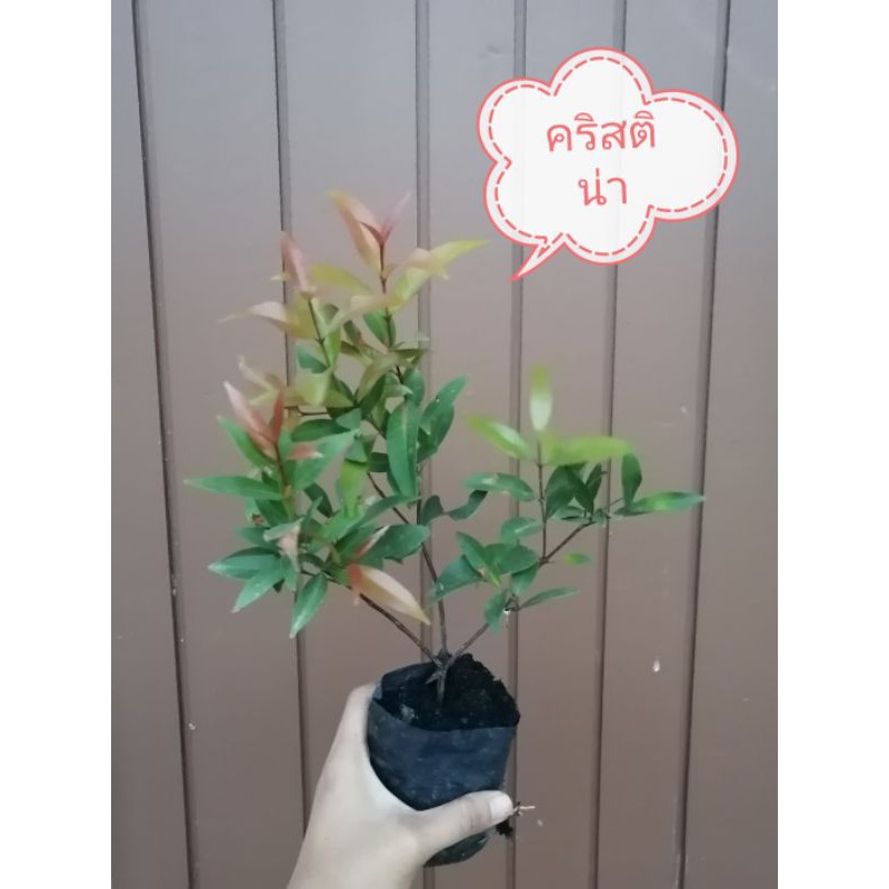 🌿TLPต้นคริสติน่าปลูก​ประดับ​ทำรั้ว ไม้ทนแดด ไม่ต้องดูแลเยอะ