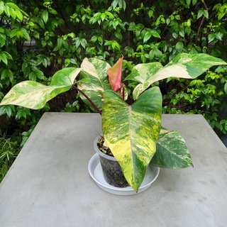 Philodendron Red Emerald (Strawberry Shake) ต้นฟิโลเดนดรอน สตรอเบอรี่เชค ไม้ด่างสายสะสม